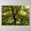 Suche nach ahornbaum poster Natur