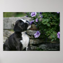 Suche nach pam poster Foto