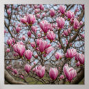 Suche nach magnolienblüte poster Natur