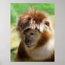 Suche nach monkeys poster Tiere