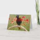 Suche nach lory Lorikeet