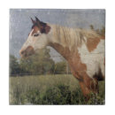 Suche nach pinto Pferd