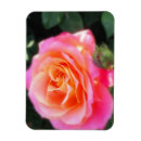 Suche nach orange rose magnete Natur