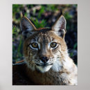 Suche nach sibirisch kunst Katze