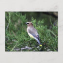 Suche nach baum postkarten Vogel