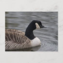 Suche nach reflexion im wasser postkarten Vogelvogel