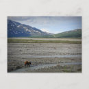 Suche nach denali nationalpark postkarten Tierwelt