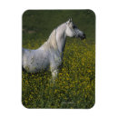 Suche nach reiter magnete Blumen