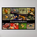 Suche nach die clownfische poster Nemo