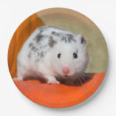 Suche nach hamster teller Für kinder