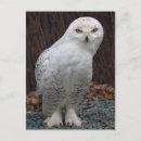 Suche nach schneebedeckte eule postkarten Weiß