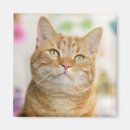 Suche nach tabby magnete Süß