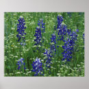 Suche nach texas bluebonnet poster Pflanze