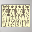 Suche nach vintage medizin poster Diagramm