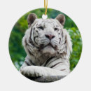 Suche nach weißer tiger ornamente Katzen