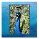 Suche nach nassau bahamas poster Ozean