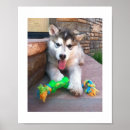 Suche nach alaskan malamute poster Hundefreund