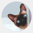 Suche nach siamesische katze aufkleber Lustig