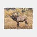 Suche nach adam jones Cervus canadensis