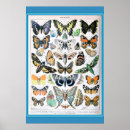 Suche nach vintage butterfly poster Botanisch