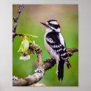 Suche nach flaumig poster Vogel