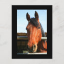 Suche nach horses postkarten Landschaft