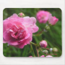 Suche nach land der rose mousepads Rosa