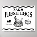 Suche nach frische eier poster Henne