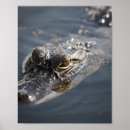 Suche nach amerikanischer alligator poster Natur