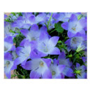 Suche nach glockenblume poster Fotografie