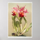 Suche nach vintage orchidee poster Tropisch