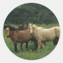 Suche nach mustang aufkleber Bob langrish