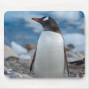Suche nach kolonie mousepads Gentoo pinguin