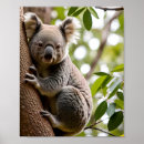Suche nach niedlicher koala poster Australie