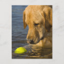 Suche nach tennisball postkarten Welpen