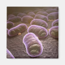 Suche nach zelle magnete Vergrößerung