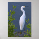 Suche nach egretta Natur