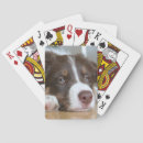 Suche nach border collie spielkarten Hund