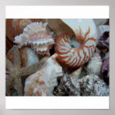 Suche nach art forms in nature poster Strand