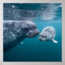Suche nach mütterlich poster Kalb