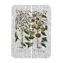 Suche nach paprikaschoten magnete Pfeffer