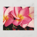 Suche nach frangipani postkarten Pflanze