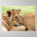 Suche nach baby tiger poster Foto