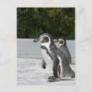 Suche nach magellan postkarten Pinguin