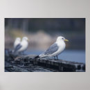 Suche nach seagull poster Birds
