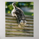 Suche nach kätzchen poster Tag