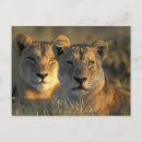 Suche nach botswana postkarten Natur