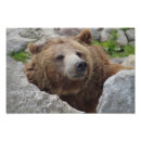 Suche nach kodiak poster Tier