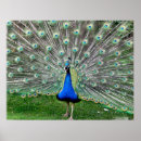 Suche nach plumes poster Pfau