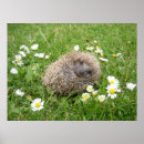 Suche nach igel poster Natur